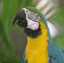 Blue Gold Macaw