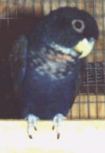 Bronze Wing Pionus