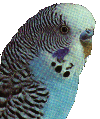 Budgerigar (Parakeet)