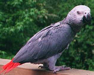 African Grey