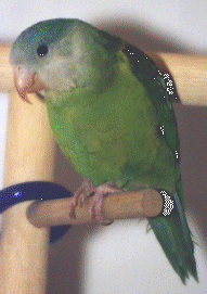 Grey Cheek Parakeet