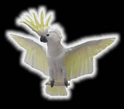 Greater Sulfer Cockatoo