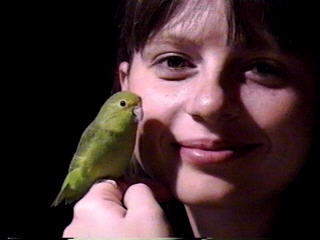 Pacific Parrotlet