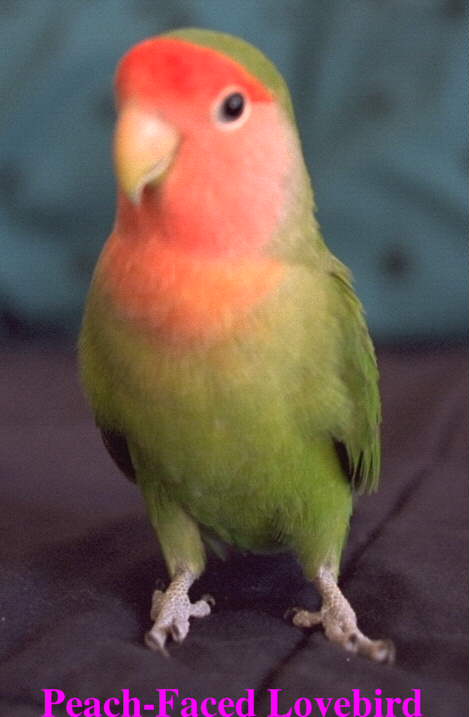 Peach Face Lovebird