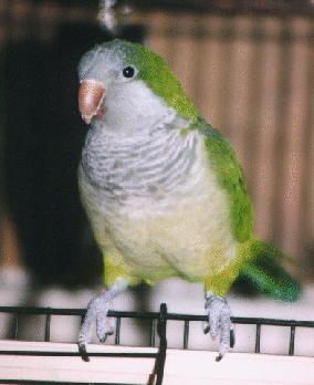 Quaker (Monk) Parakeet