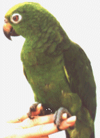 Yellow Fronted Amazon