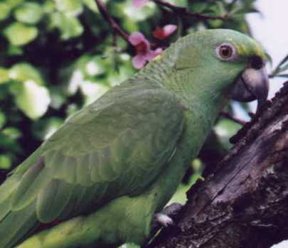 Yellow Naped Amazon